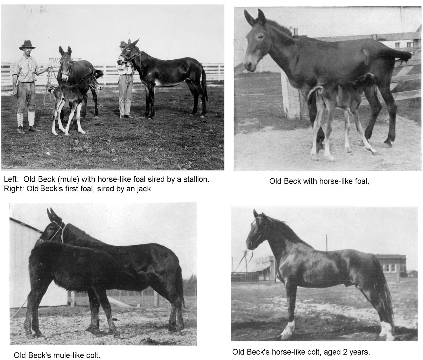 ACCOUNTS OF FERTILE MULES AND HINNIES