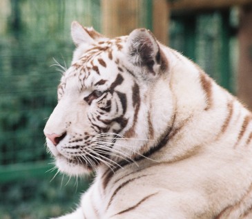 Bengal white tiger cub - Zoo Amneville, A throwback to May …