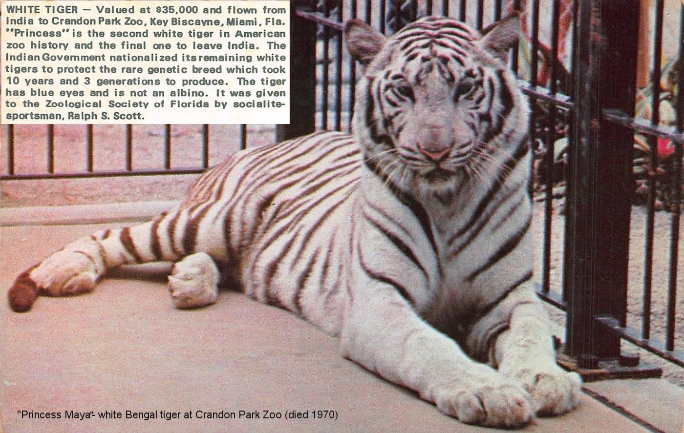 The White Bengal Tiger - Project Endangered Tigers, bengal tiger