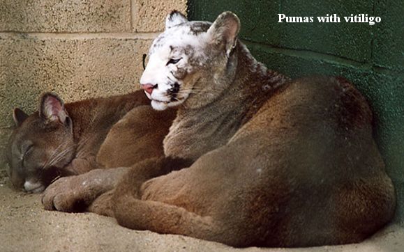 grey and red pumas