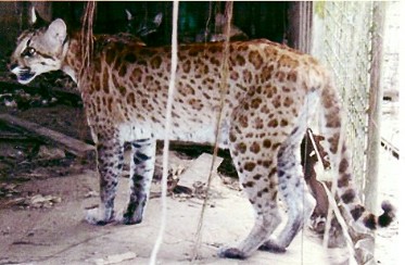 bobcat mountain lion hybrid