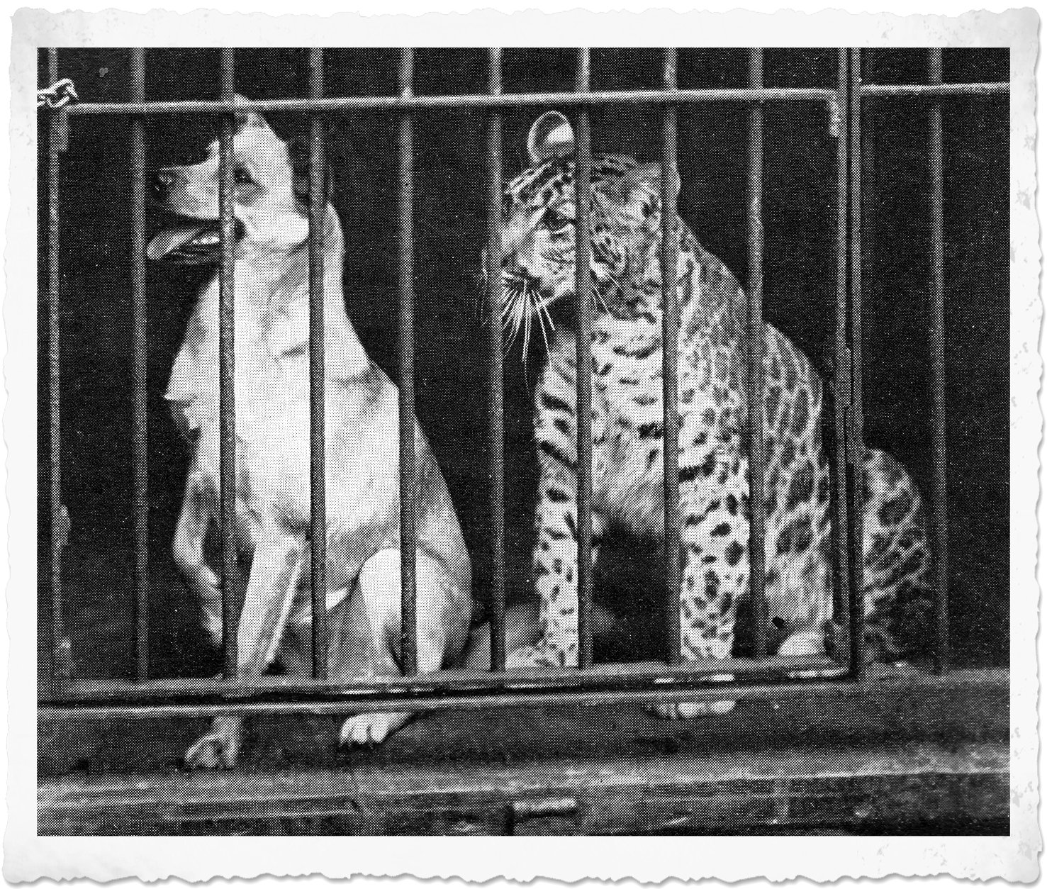 trenje umivaonik Reći puma jaguar leopard tiger - capitalstoneservices.com