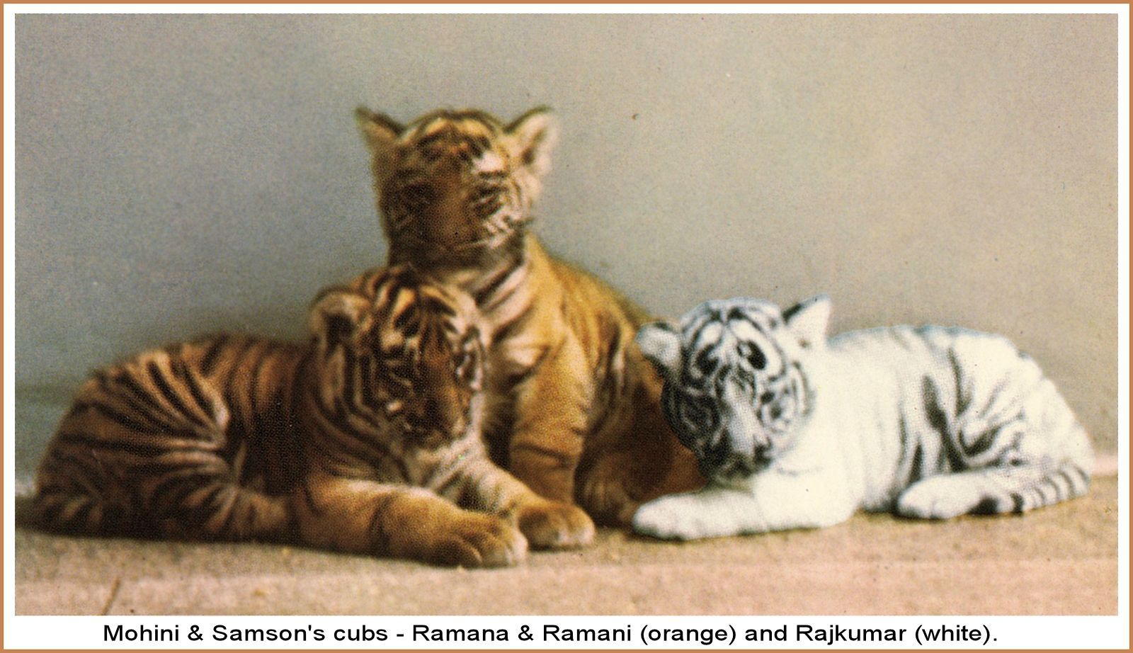 white tiger and orange tiger