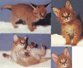 caracal lynx hybrid