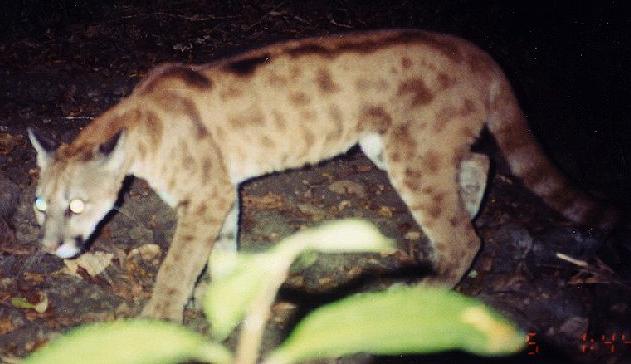 bobcat mountain lion hybrid