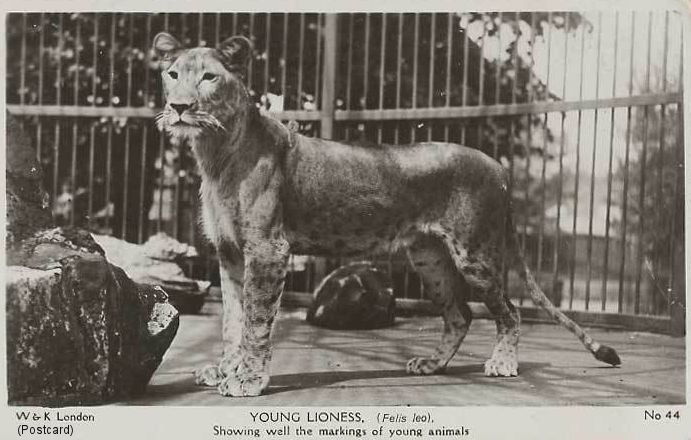leopard lion hybrid