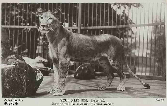 congolese spotted lion