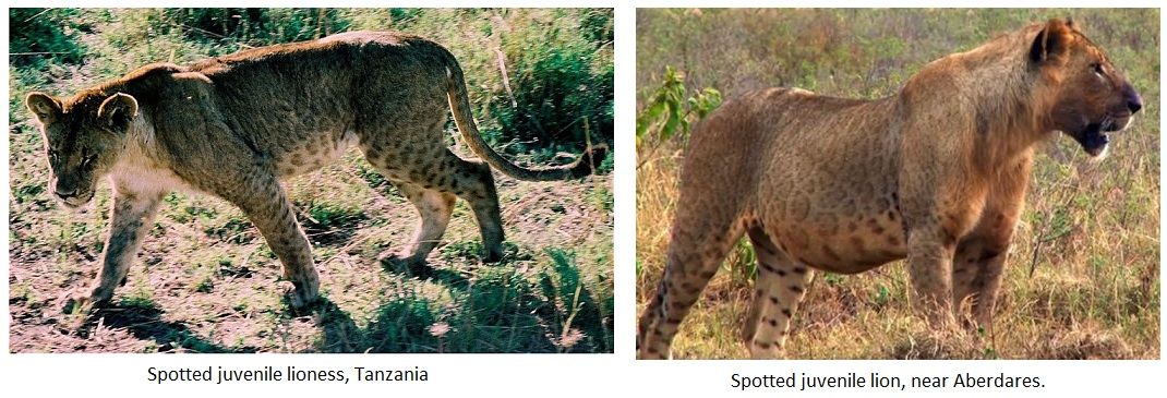 congolese spotted lion