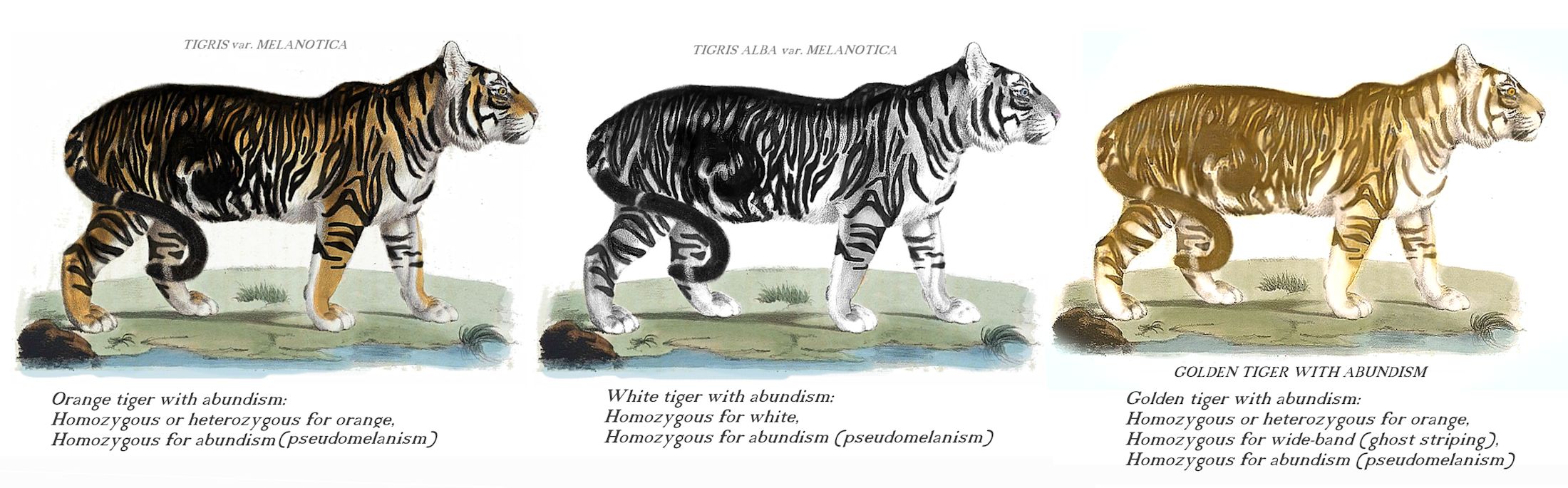 types of white tigers