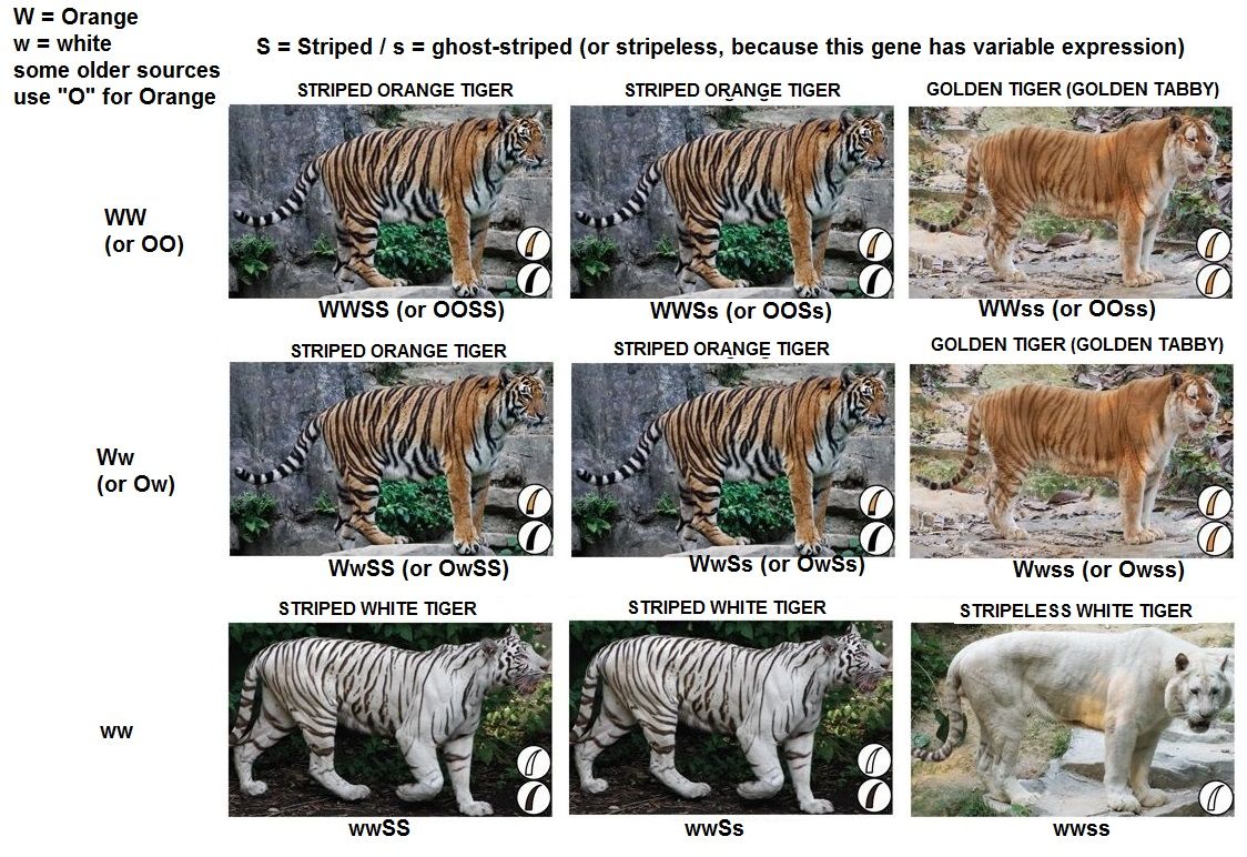 The genetics of tiger pelage color variations