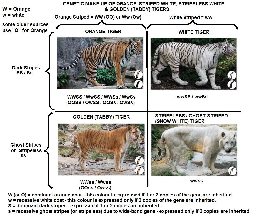 The genetics of tiger pelage color variations