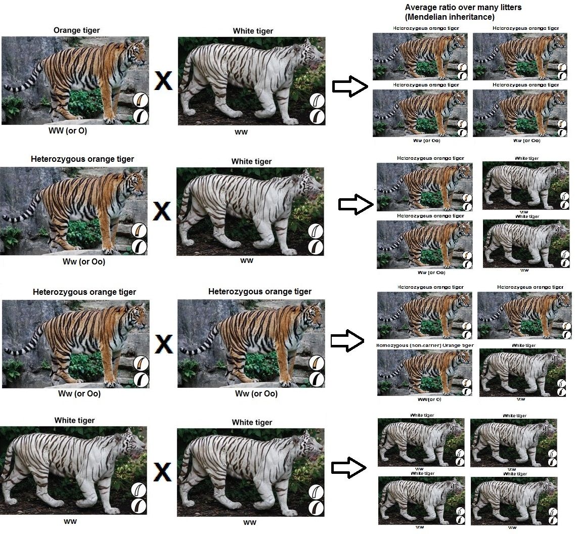 types of white tigers