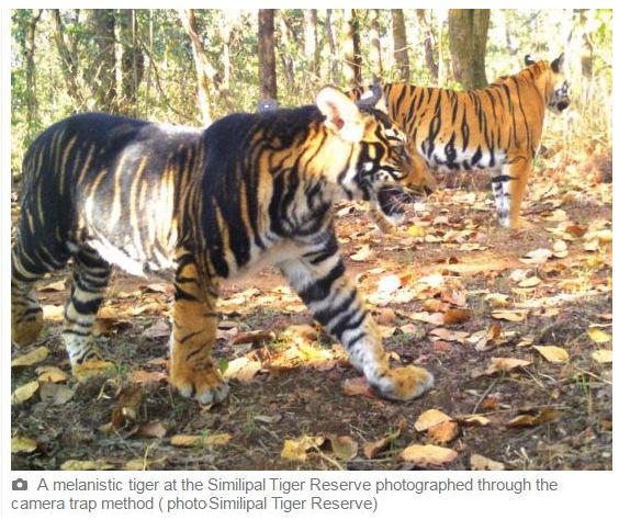 India's 'Black Tigers' Have Unusually Thick Stripes Thanks to a Genetic  Mutation