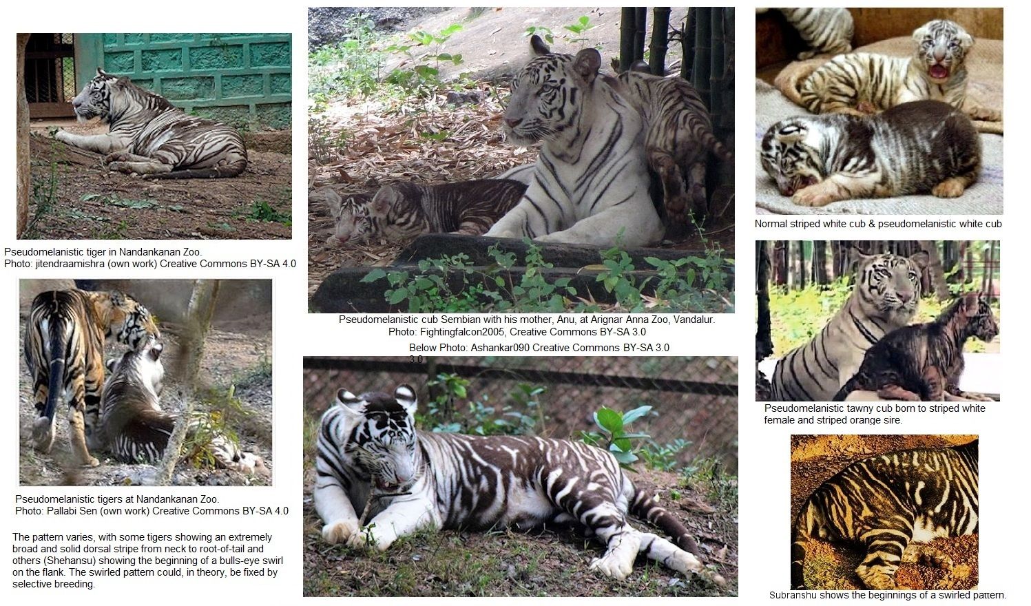 white tigers: Rare white tigers gives birth to three healthy cubs at Delhi  zoo; See adorable pics - The Economic Times