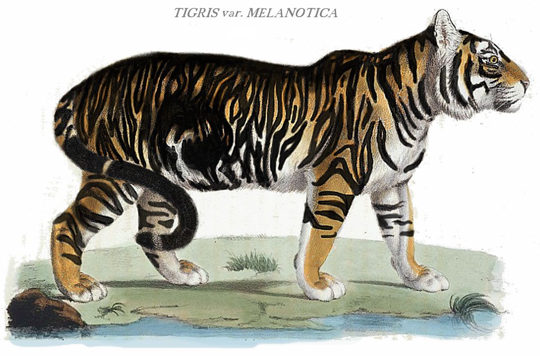 India's 'Black Tigers' Have Unusually Thick Stripes Thanks to a Genetic  Mutation