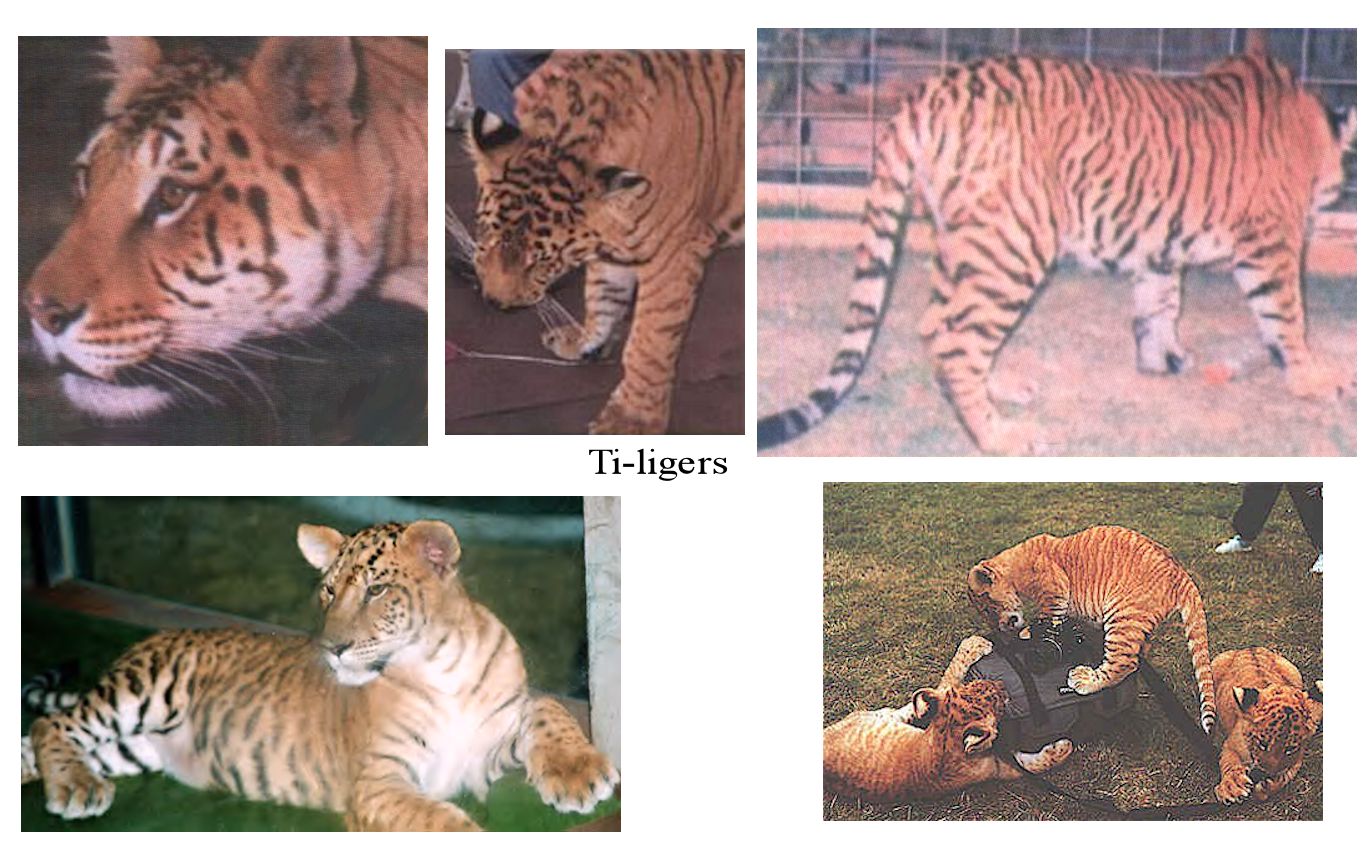 ligers and tigons difference