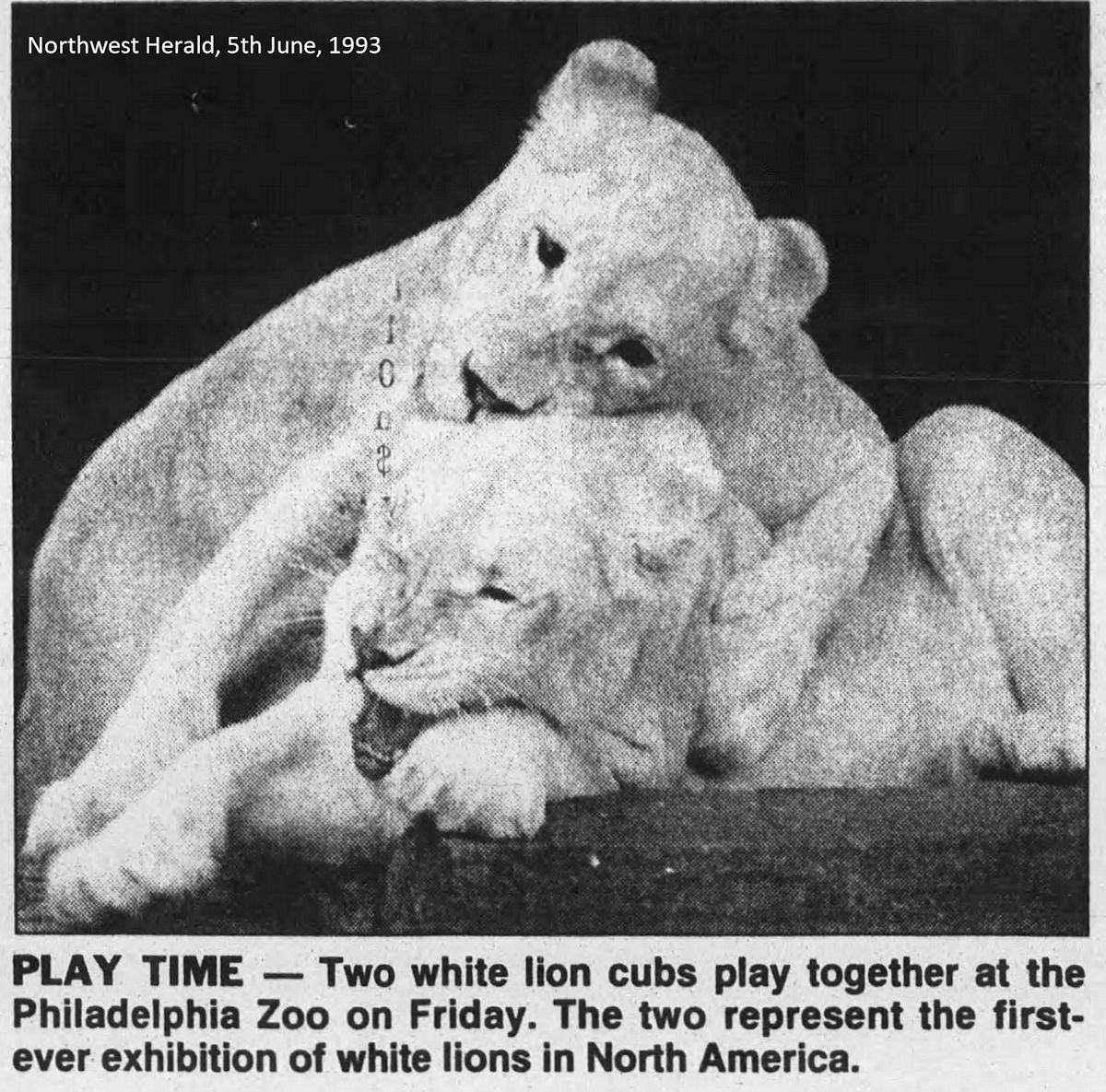 WHITE LIONS IN CAPTIVITY TODAY