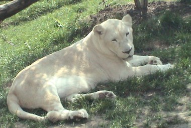 white lioness and lion