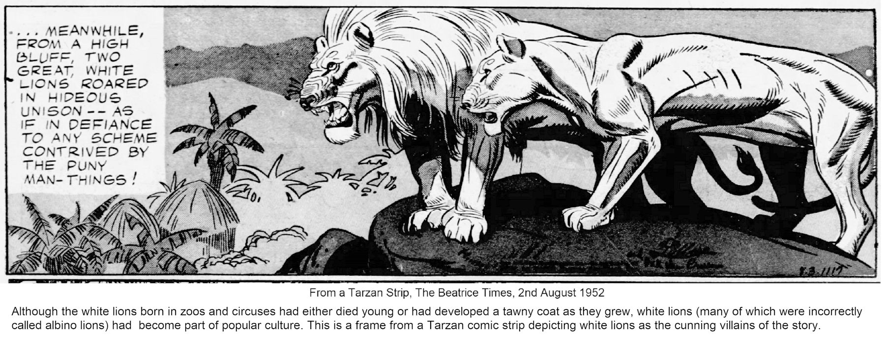 WHITE LIONS - MYTHOLOGY, HISTORY & GENETICS