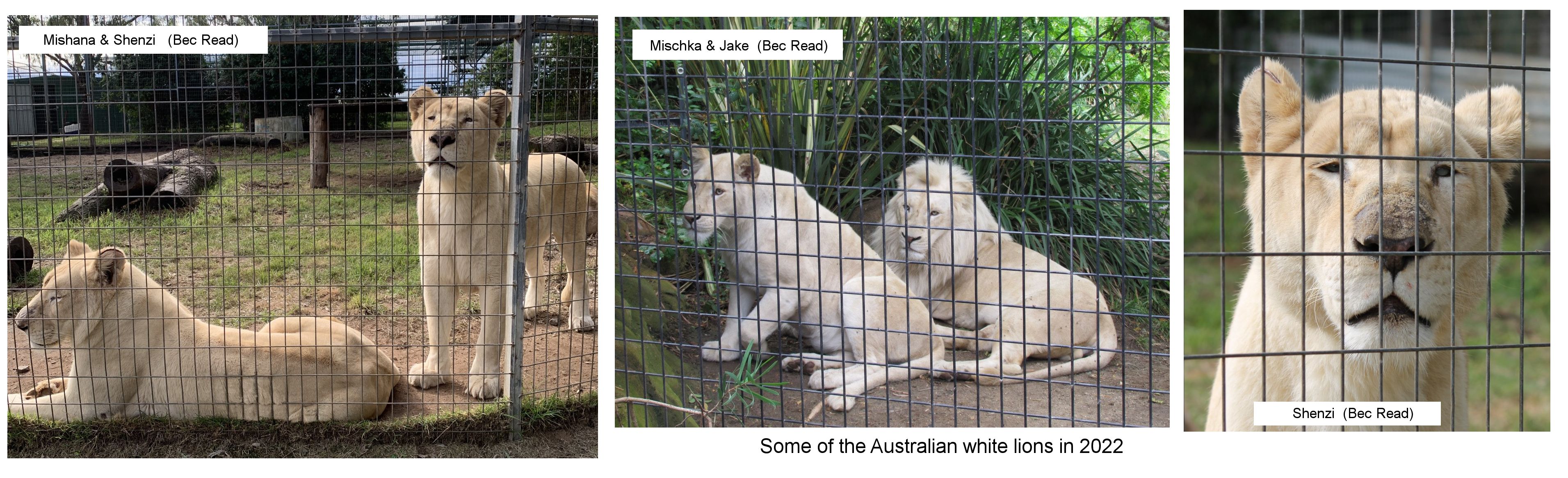 white lions in Australia