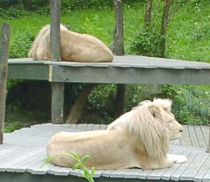 Pictures Of Albino Lions. animations, graphics gifs