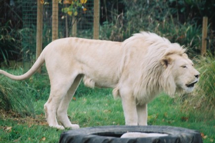 Adaptations The White Lion, 45% OFF