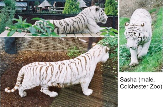 Toledo Zoo Reveals Names Of Twin Siberian Tigers
