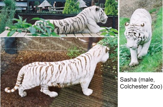 5 rare white tiger cubs die in Indian zoo