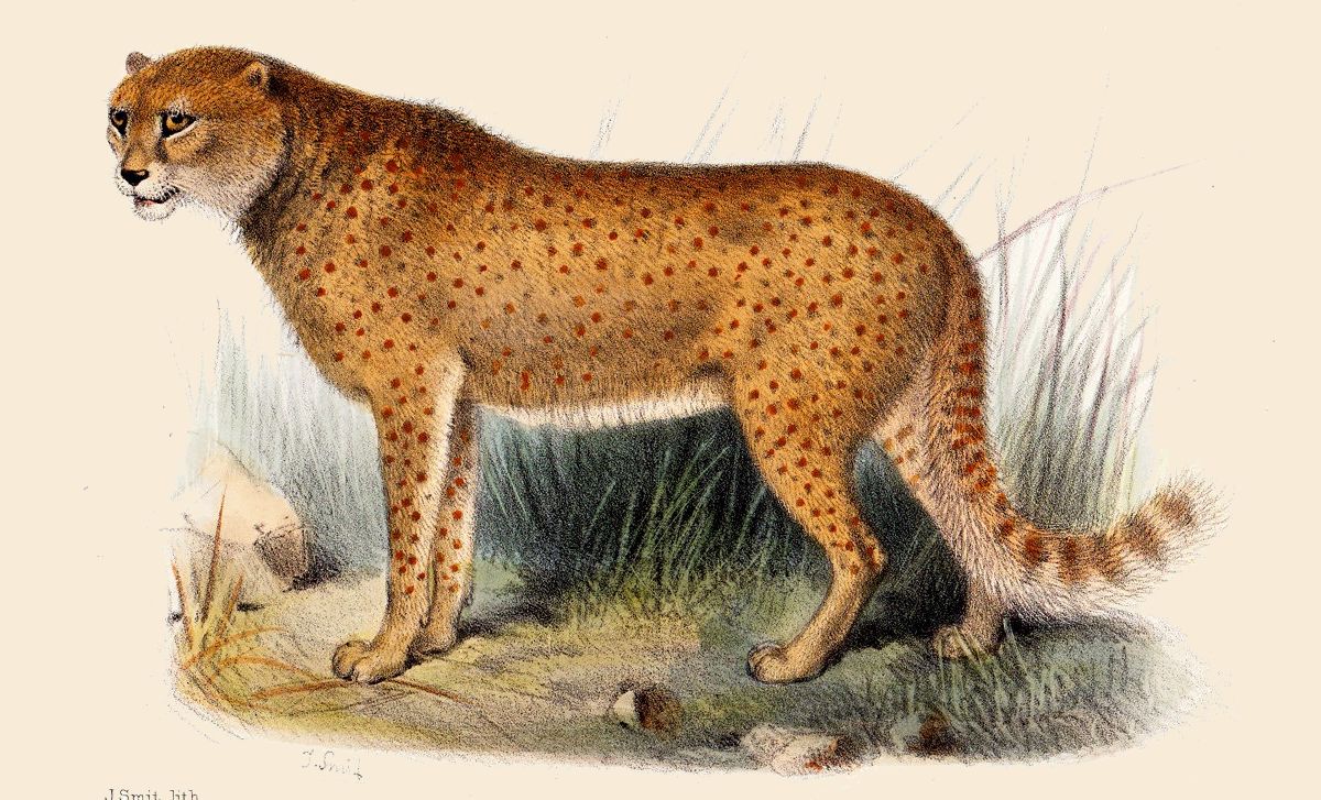 cheetah mutations