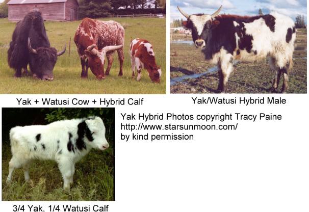 Hybrid Bovines