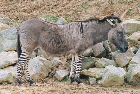 donkey zebra horse