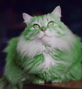 green kitten