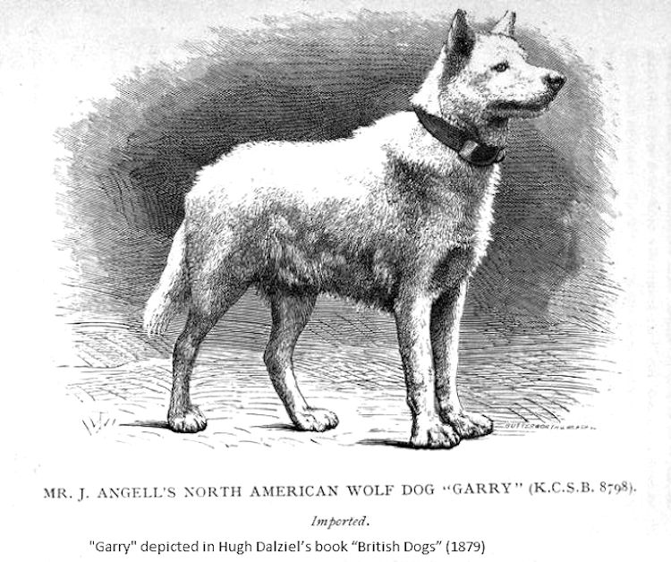 are there any dogs native to north america