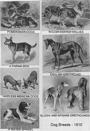 DOG BREEDS IN 1909