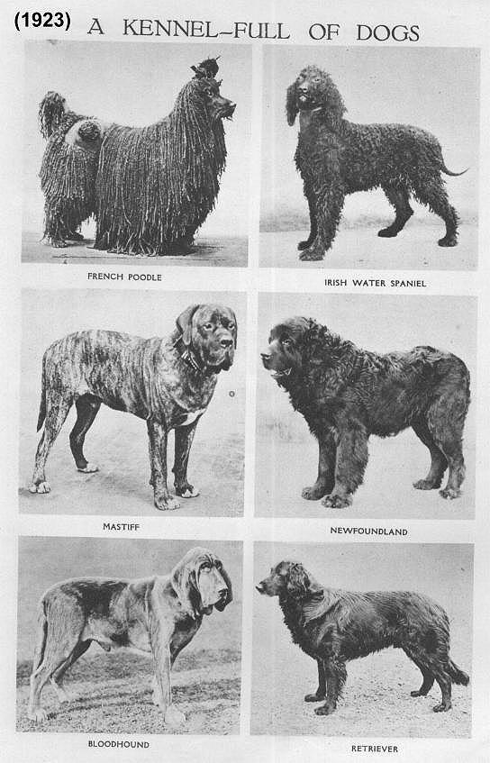 a historical dog breed from colorado