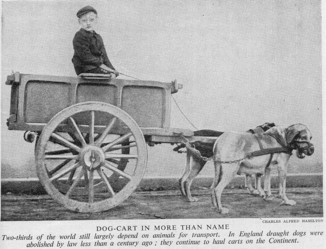 Dogcart (dog-drawn) - Wikipedia