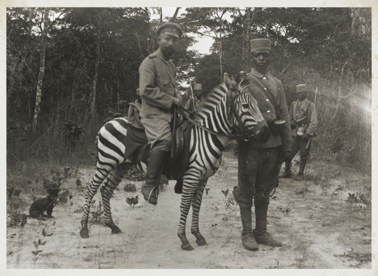 DRAUGHT AND RIDING ZEBRAS