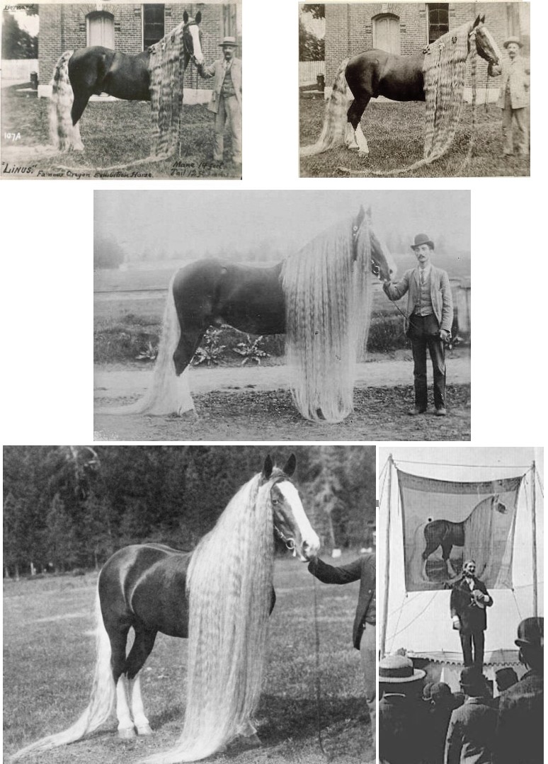 longest horse tail in the world