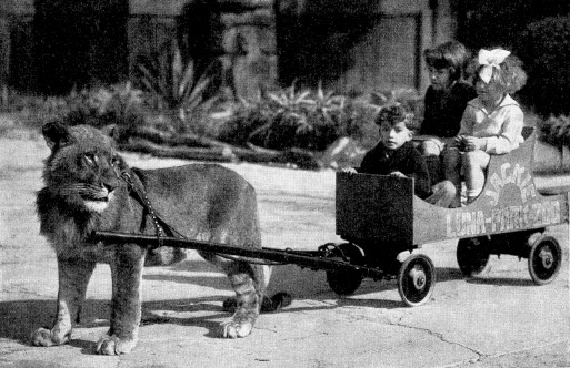 DOGCARTS & LIONCARTS