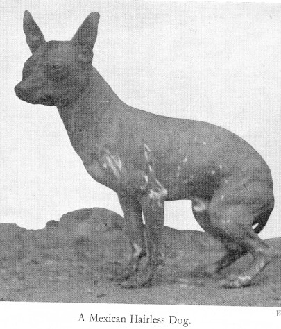 african hairless dog