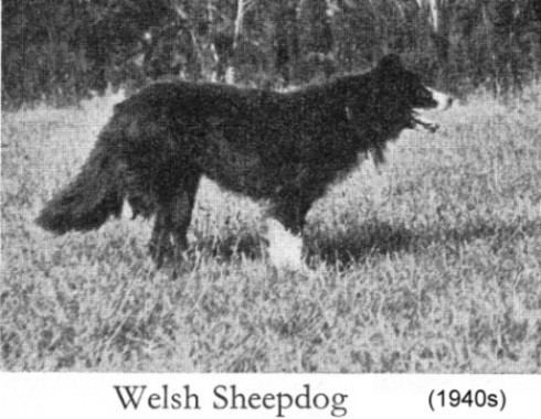 Dogs In Britain, A Description of All native Breeds and