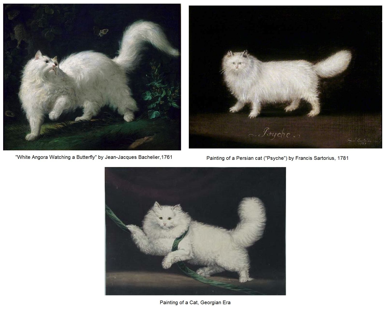 white angora or persian cats