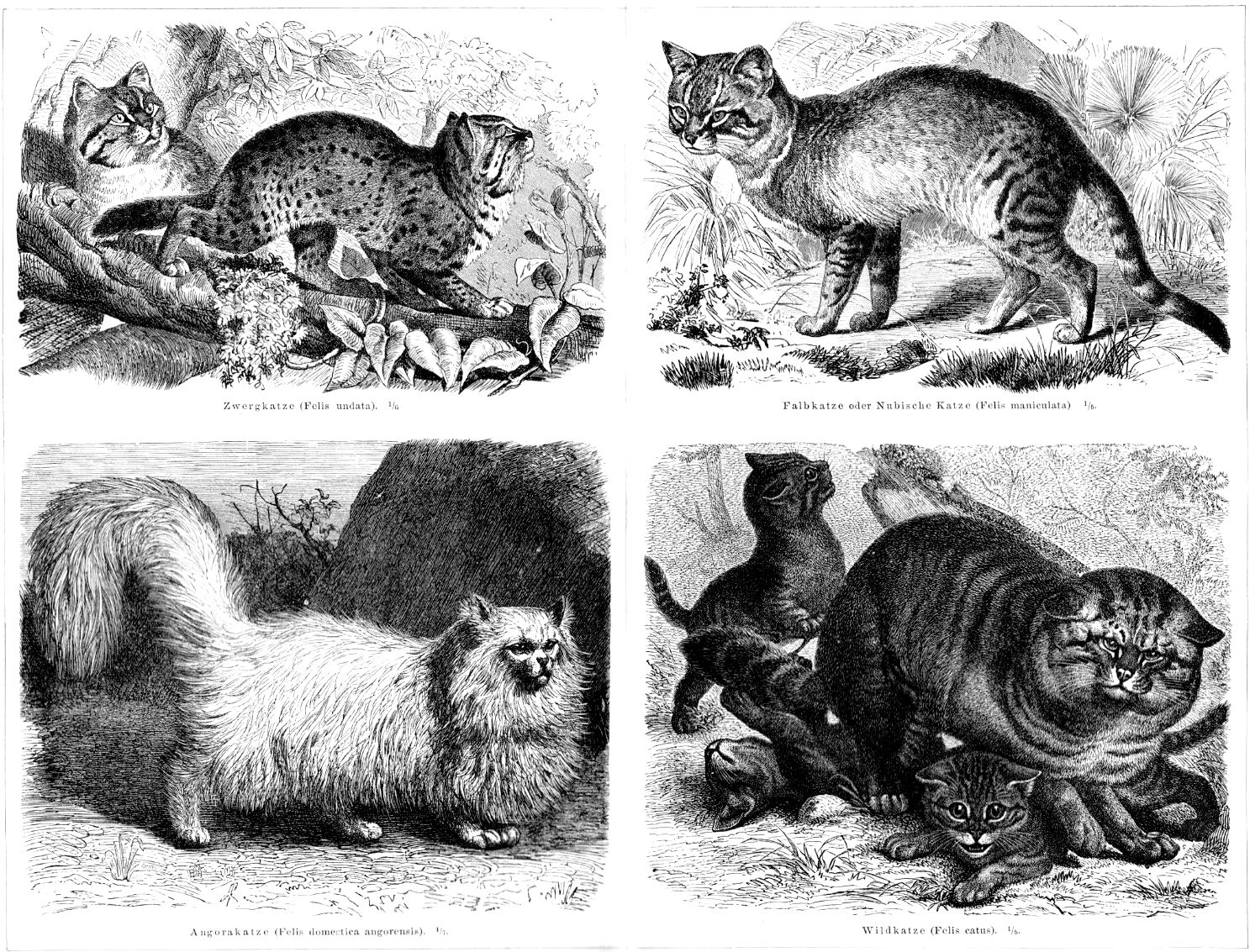 A History of Felines, as Narrated and Illustrated by a Cat, History