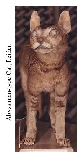 abyssinian cat