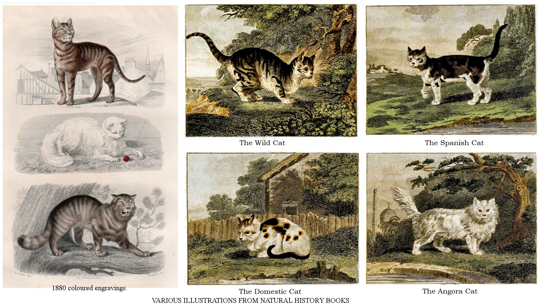 A History of Felines, as Narrated and Illustrated by a Cat, History