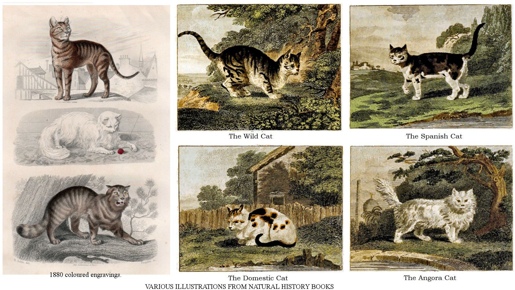 The Natural History of Domestic Cats