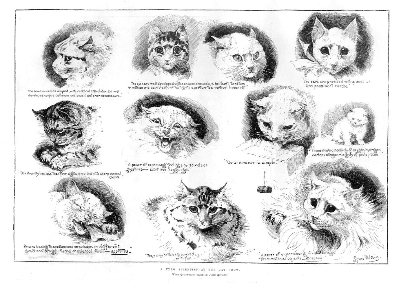 REPORTS FROM THE EARLY BRITISH CAT SHOWS - 1889