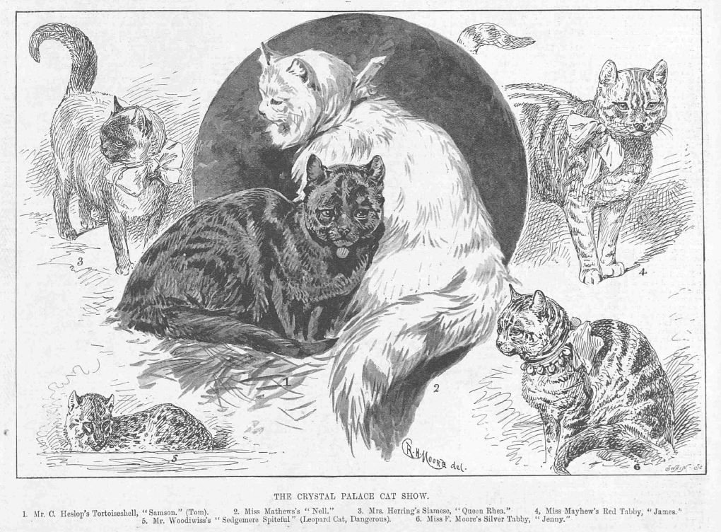 Skynd dig Sammentræf Awaken REPORTS FROM THE EARLY BRITISH CAT SHOWS - 1894