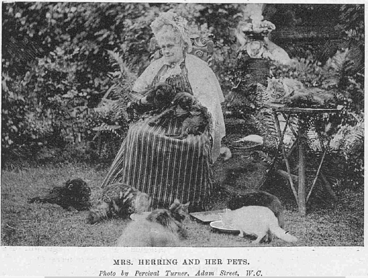 mrs louisa herring cat breeder