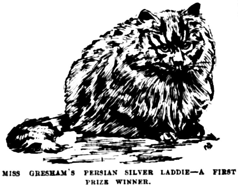 Famous Louis Wain Cat Print please Mr. Persian 